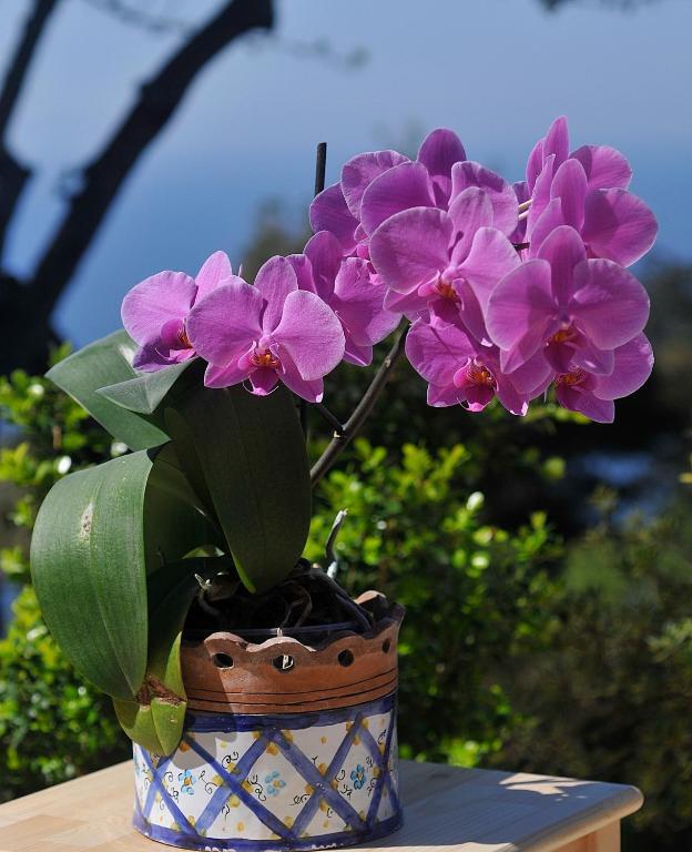 Le Ginestre Di Capri Bb & Holiday House Anacapri  Kamer foto